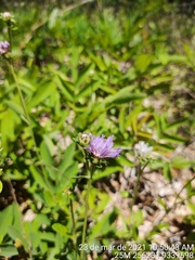 Stilpnopappus cearensis