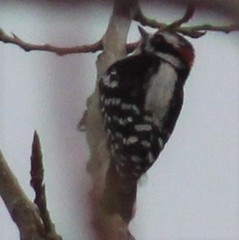 Dryobates pubescens
