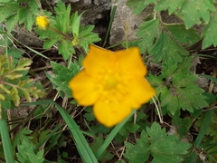 Ranunculus repens