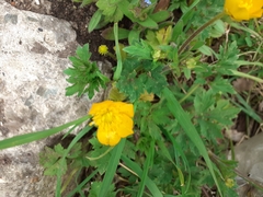 Ranunculus repens