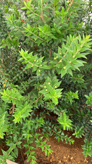 Myrtus communis