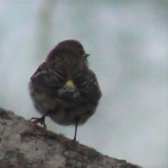 Setophaga coronata