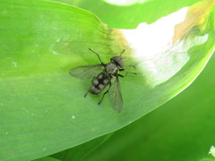 Portevinia maculata