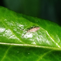Entomobrya katzi