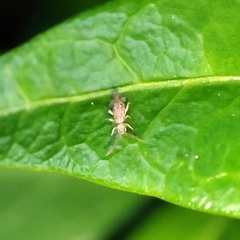 Entomobrya katzi