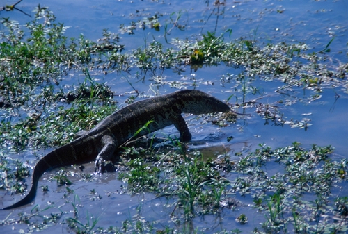 Nile Monitor