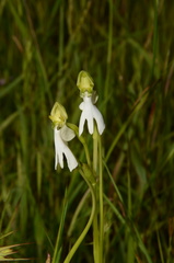 Habenaria longicorniculata