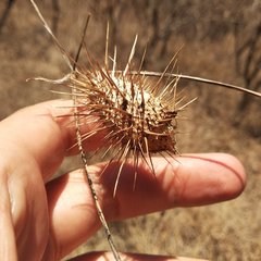 Echinopepon racemosus