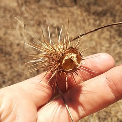 Echinopepon racemosus
