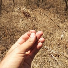 Echinopepon racemosus