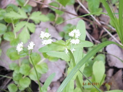 Valerianella umbilicata