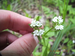 Valerianella umbilicata