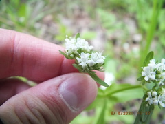 Valerianella umbilicata
