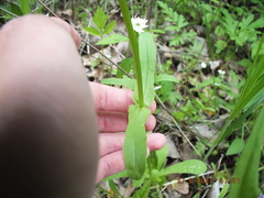 Valerianella umbilicata