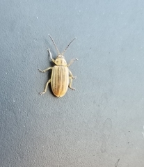 Ophraella notulata