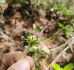 Stilpnopappus cearensis