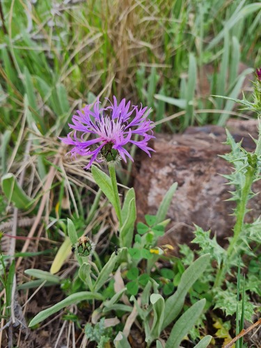 Centaurea montana