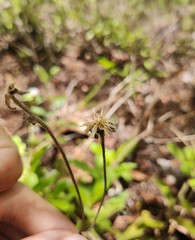 Stilpnopappus cearensis