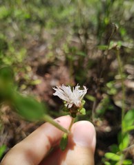 Stilpnopappus cearensis