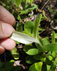 Stilpnopappus cearensis