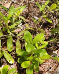 Stilpnopappus cearensis