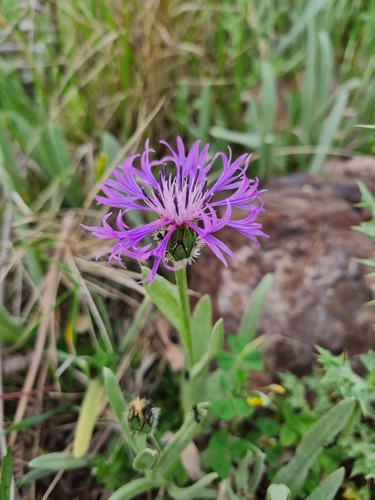 Centaurea montana