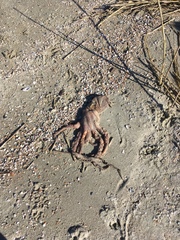 Octopus americanus