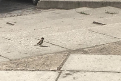 Passer domesticus