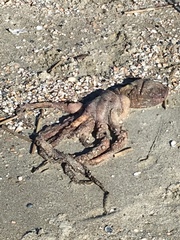 Octopus americanus