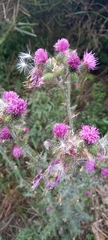 Carduus litigiosus