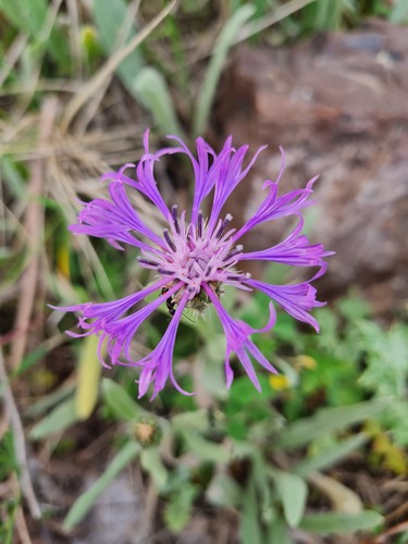 Centaurea montana