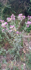 Carduus litigiosus