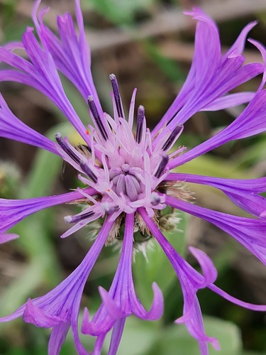 Centaurea montana