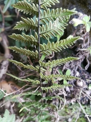 Myriopteris cucullans