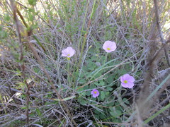 Oxalis imbricata