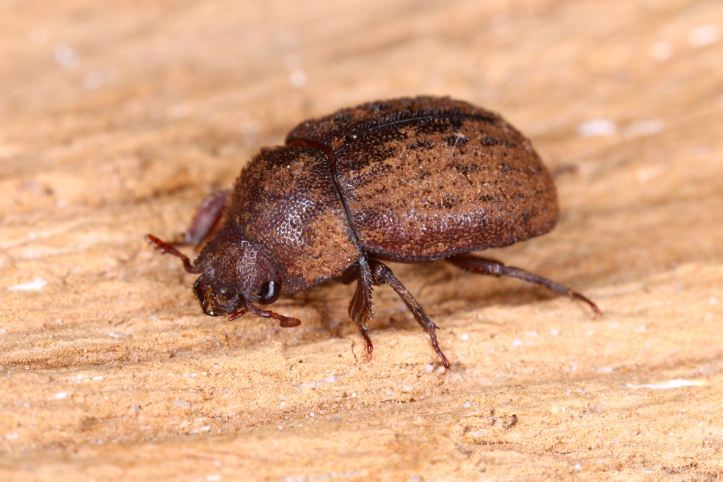 Aesalus