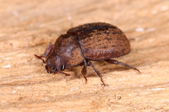 Aesalus scarabaeoides
