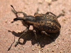 Hypera conmaculata