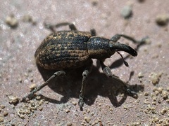 Hypera conmaculata