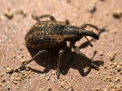 Hypera conmaculata