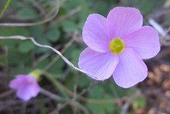 Oxalis imbricata