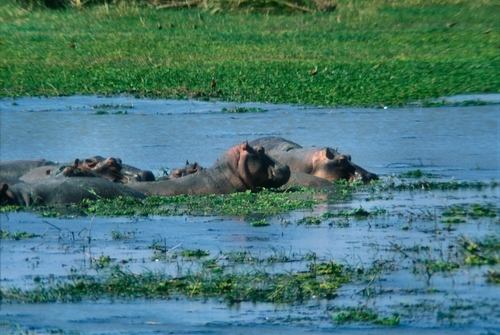 Common Hippopotamus