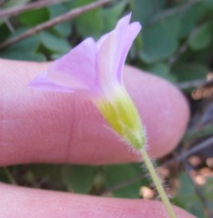 Oxalis imbricata