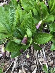 Scopolia carniolica