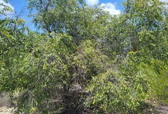 Hancornia speciosa