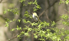 Phylloscopus sibilatrix