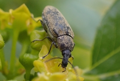 Mycterus curculioides