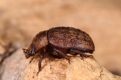 Aesalus scarabaeoides