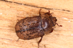 Aesalus scarabaeoides