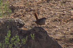 Scelorchilus albicollis